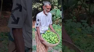 Thumbnail: Green Mango Harvest 🥭 #mango #shorts #villagecooking #pureyummyfood #fyp #greenmango #harvest #fruit