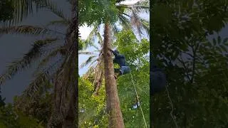 Thumbnail: Village Coconut Climb, Worth the Time! 🍑🥥 #pureyummyfood #CoconutLove #VillageLife #FreshCoconuts