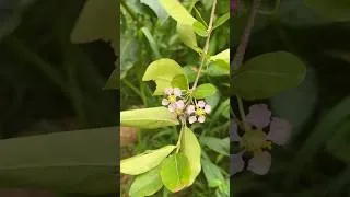 Thumbnail: Tart cherry tree flowers  #gardening #cherrytree #spring #garden #tartcherry