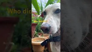 Thumbnail: Who did this!? #dogvideos  #gardening #doglove  #doglife  #dogshorts