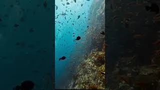 Thumbnail: snorkeling view of fish under shallow sea
