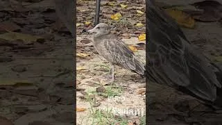Thumbnail: bright brown feathered seabird