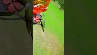 Thumbnail: Awesome Hummingbirds  #pwalpar