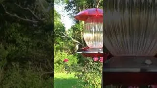 Thumbnail: That's Good Sugar Water #birds