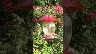 Thumbnail: Hummingbird Feeding Frenzy Excerpt #birds