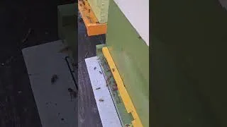 Thumbnail: Giving the green hive a little snack