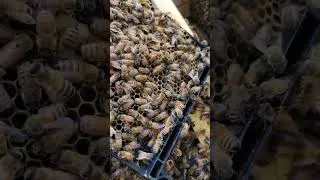 Thumbnail: Queen found alive and well in orange hive, after mass poisoning incident on May 1, 2026