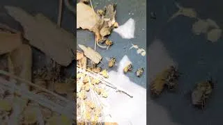 Thumbnail: Mass poisoning at orange hive, May 1, 2026