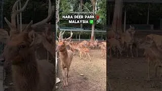Thumbnail: Nara Deer Park❌ Malaysia ✅