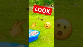 Thumbnail: DUCKS in Our Yard?! 🦆😱