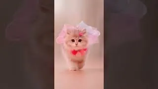 Thumbnail: Cutest Cat in the World #cutecat #adorable #beauty