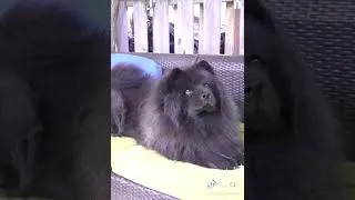 Thumbnail: Chow Chow Versus Pepperoni Stick #chowchow #dogsofyoutube