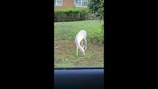 Thumbnail: Rare albino deer caught on camera in North Carolina