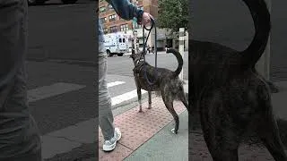 Thumbnail: NYC dog singing duet with an ambulance