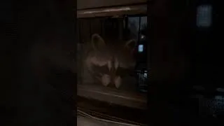 Thumbnail: NYC raccoons are back