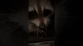 Thumbnail: NYC raccoon enjoying peanuts