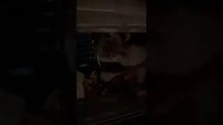 Thumbnail: NYC raccoon shucking and eating peanuts on the fire escape