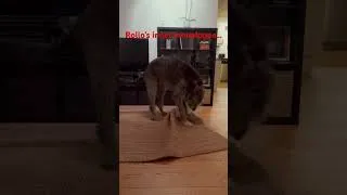Thumbnail: #nothoughtsjustvibes #irishwolfhound #derpydog