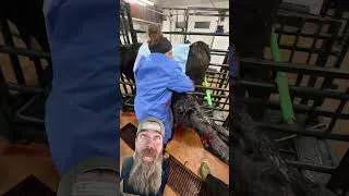Thumbnail: C-Section in 60 Seconds #baby #beef #ranching