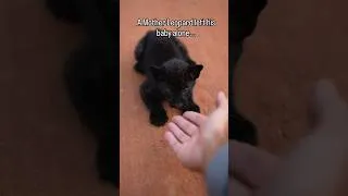 Thumbnail: A Morher Leopard Left His Baby Alone Because He was Different...💔