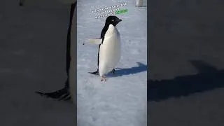 Thumbnail: 3 most happiest animal