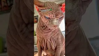 Thumbnail: 3 MOST Unique animals in the world
