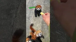 Thumbnail: 3 Most unique cute pets