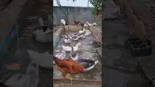 Thumbnail: This Goose Couldn't Wait 😂🪿 #freerangechickens #homestead #farming #countrylife