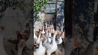 Thumbnail: The Morning Stampede 😂 #farming #homestead  #freerangechickens