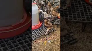 Thumbnail: Meet Ivar the Boneless 🐥❤️