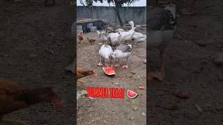 Thumbnail: These Geese LOVE Watermelon! 🍉