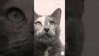 Thumbnail: Slow moments with cats at home in Spain | Silent vlog #slowliving #silentvlog #catmoments