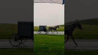 Thumbnail: Amish Country Horse & Buggy’s in Heavy Rain #lancastercounty #amishcountry #lancaster #rain #summer