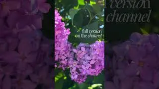 Thumbnail: Lilac TV Art 🪻 #ambientnature #tvart 2 Hour Full version on the Channel
