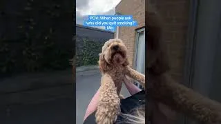 Thumbnail: POV: Someone asks why I quit smoking/vaping? Me: 🐶
