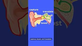 Thumbnail: How Your Ear Hears Sound in 3 Steps 👂🎵 #scienceshorts