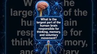 Thumbnail: What is the Answer? #youtubeshorts #nervoussystem