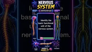 Thumbnail: Nervous System Identification Quiz #youtubeshorts