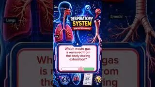 Thumbnail: Respiratory System Identification Quiz #youtubeshorts