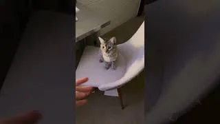 Thumbnail: ON 3 CAN I GET A MEOW #cats #cat #catsoftiktok