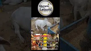 Thumbnail: JANWARO KI NUMAISH AUR STREETS MAI UNKI QURBANI| #quraniclessonsofficial #clarification