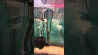 Thumbnail: Aquarium setup of flowerhorn | how setup aquarium | flowerhorn aquarium | #aquariumsetup #petsvlog