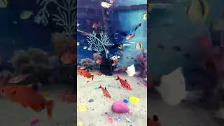 Thumbnail: Molly fish tank setup | small fish aquarium setup | #aquariumfish #tanksetup #newsong #tetrafish