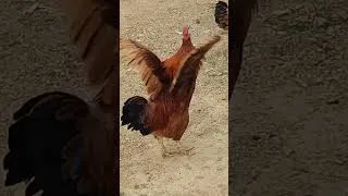 Thumbnail: #viral #chicken #foryou #viralvideo #youtubeshorts #views