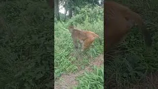 Thumbnail: #foryou #viralvideo #viral #monkey #dance