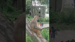 Thumbnail: #funny #monkey #foryou #viral #viralvideo