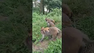 Thumbnail: #travel #viral #monkey #viralmonkey #foryou