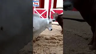 Thumbnail: Farm Feeding Cows - Farm Animal Figurines