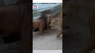 Thumbnail: Zoo  Animal Figurines Collection
