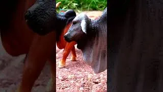 Thumbnail: Fun Farm Cattle  in Barn